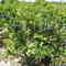 Blueberry bush
