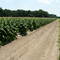 Tobacco field