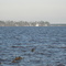 Looking across the Pungo River at Dowry Creek.