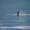 Humpback Whale Tail