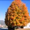 Autumn Color by Hazelwood Elementary/Folkmoot