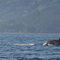 Hump back near Homer Spit