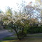 White Blooms (554)
