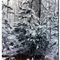 Snowed Covered Tree