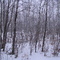 Winter Forest