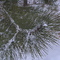 Snow Covered White Pine