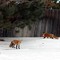 A winter family outing