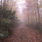 Autumn road