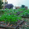 Rob's Garden