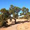 A favorite tree  Colorado Natl Monument by Jeremiah Christopher