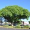 Nice tree in Grand Junction, CO