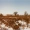 Field