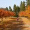 Autumn Orchard