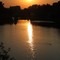 Duck swimming out of the sunset