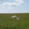 Dakota Sheep Field along Hwy 85