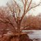 Sheyenne River Tree
