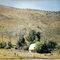 old farm buildings out of Ellensburg, WA