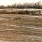 Whitetails
