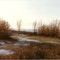 Pheasant Country