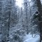 Winter Wonderland