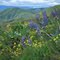 Wildflowers in the Sage Hills