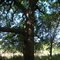 Giant Bur Oak