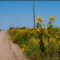 Going Home on the Yellow Weed Road (Showy Rosinweed)
