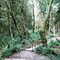 Evergreen Trails Wooden Bridge