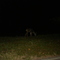 VENADITO DURANTE LA NOCHE, EVERGREEN STATE COLLEGE, OLYMPIA (Nilda)