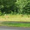Wildlife next to our house