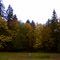 Autumn Color on Pond, Devon Place Subdivision, Olympia, WA, November 2009