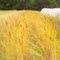 Wheat at the Evergreen Farm