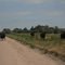 Cattle near Broadwater, NE