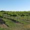 James Arthur Vineyards
