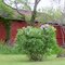 Richards Road Barn & Lilac
