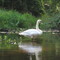 Swan on Muddy Run