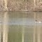 Hooded Merganser & Canada Goose on Palatine Lake