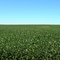 Green Field