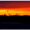 Across a Golden Sky