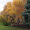 Autumn Color Lincoln, Nebraska
