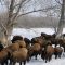 Bison near Lake Lowell