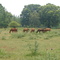 Horses Behind Wallace State, Hanceville