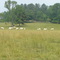 Cows Behind Wallace State, Hanceville