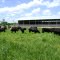 cows eating green grass in Hanceville Alabama