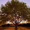 Wedding Tree at sunset