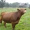 Moo