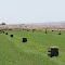 Bales of hay