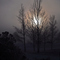 Trees in an "Ice Fog" - Jerome, Idaho - Tom Askew