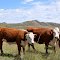 Fort Keogh cows