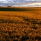 Montana Red Wheat at sunset